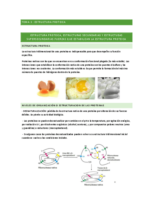 Miniatura del documento TEMA-3-ESTRUCTURA-PROTEICA.pdf