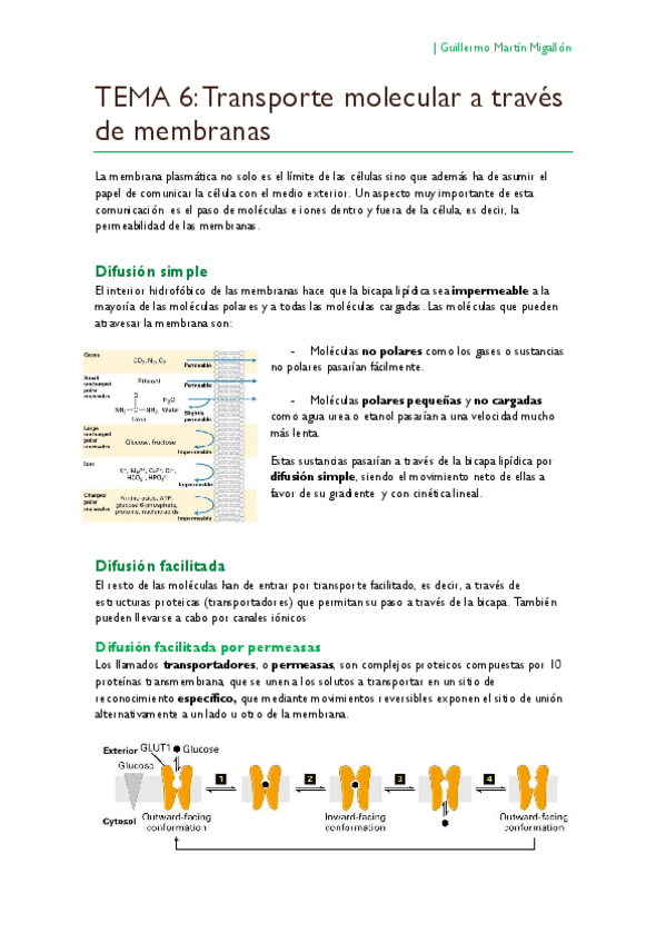 Miniatura del documento TEMA 6. Transporte molecular a través de membranas.pdf