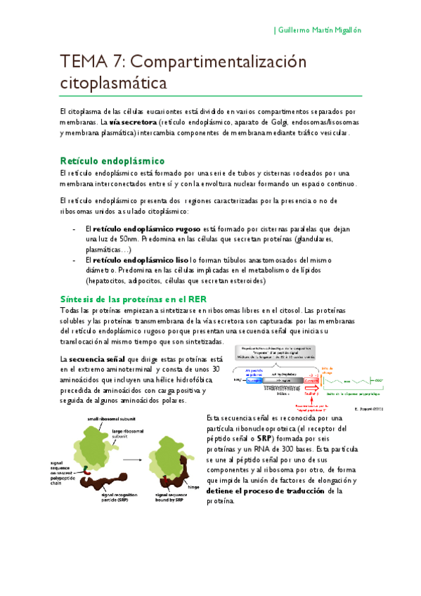 Miniatura del documento TEMA 7. Compartimentalización citoplasmática.pdf