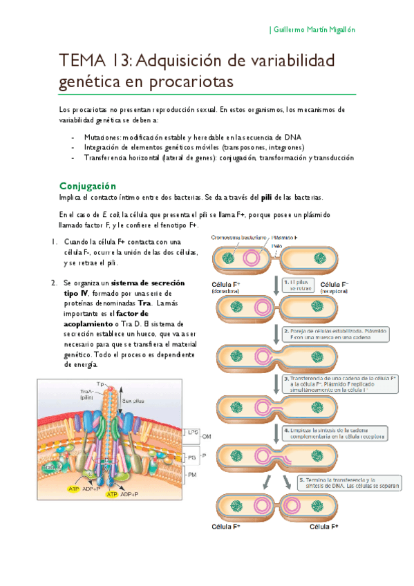 Miniatura del documento TEMA 13. Adquisición de variabilidad genética en procariotas.pdf