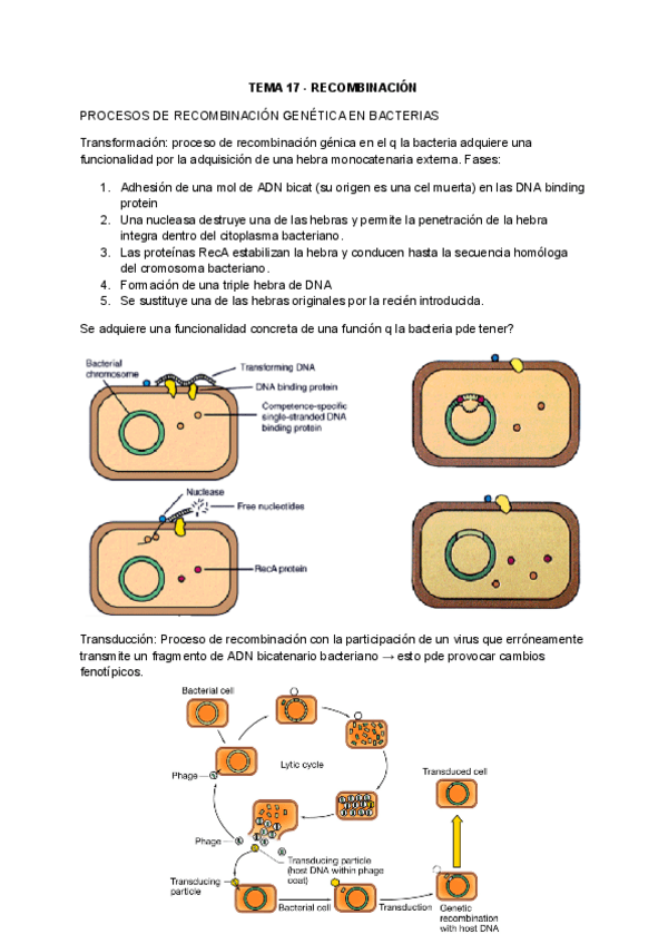 Miniatura del documento TEMA-17-19-Microbiologia.pdf