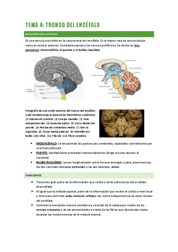 Miniatura del documento TEMA-4.-Tronco-del-encefalo.pdf