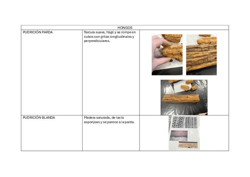 Miniatura del documento PRACTICAS-PATOLOGIA.pdf