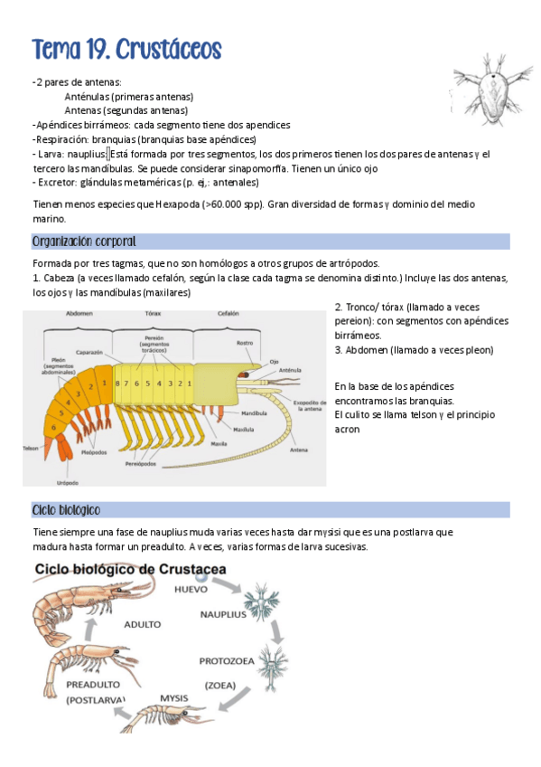 Miniatura del documento Tema-19-Crustaceos.pdf