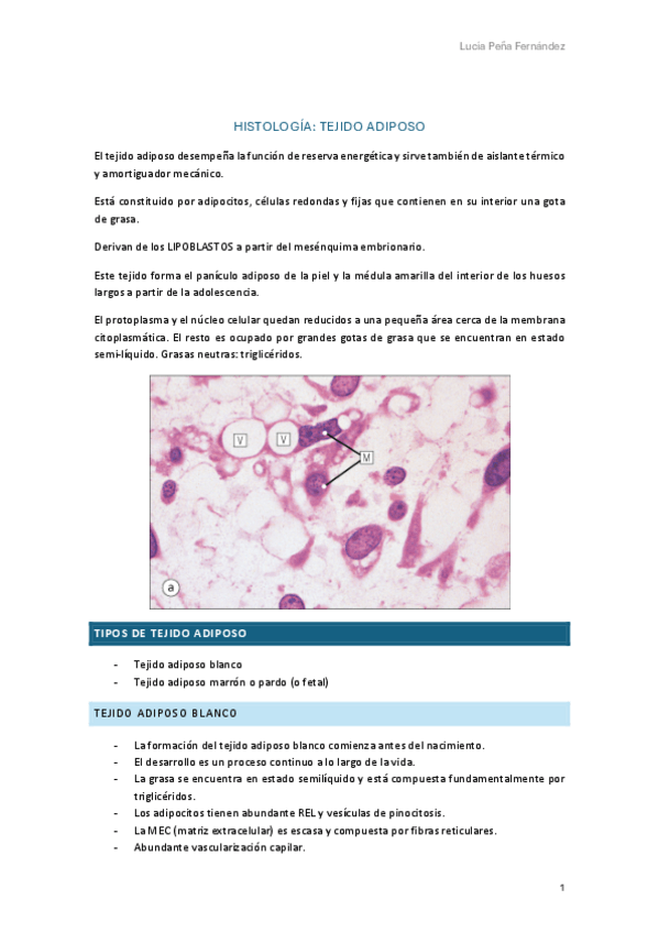 Miniatura del documento histologia-tejido-adiposo.pdf