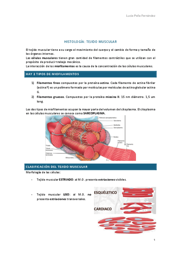 Miniatura del documento Histologia-tejido-muscular.pdf