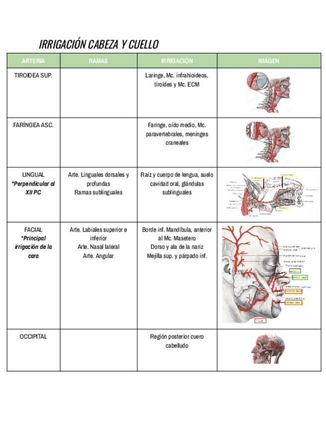 Miniatura del documento IRRIGACION-CABEZA-Y-CUELLO.pdf