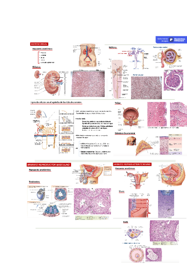 Miniatura del documento T.12.pdf