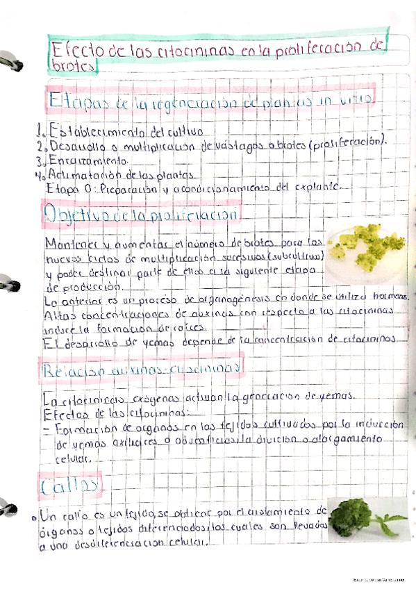 Miniatura del documento Cultivo-in-vitro-5-y-plantas-transgenicas.pdf