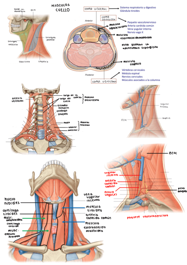 Miniatura del documento MUSCULOS-cuello.pdf