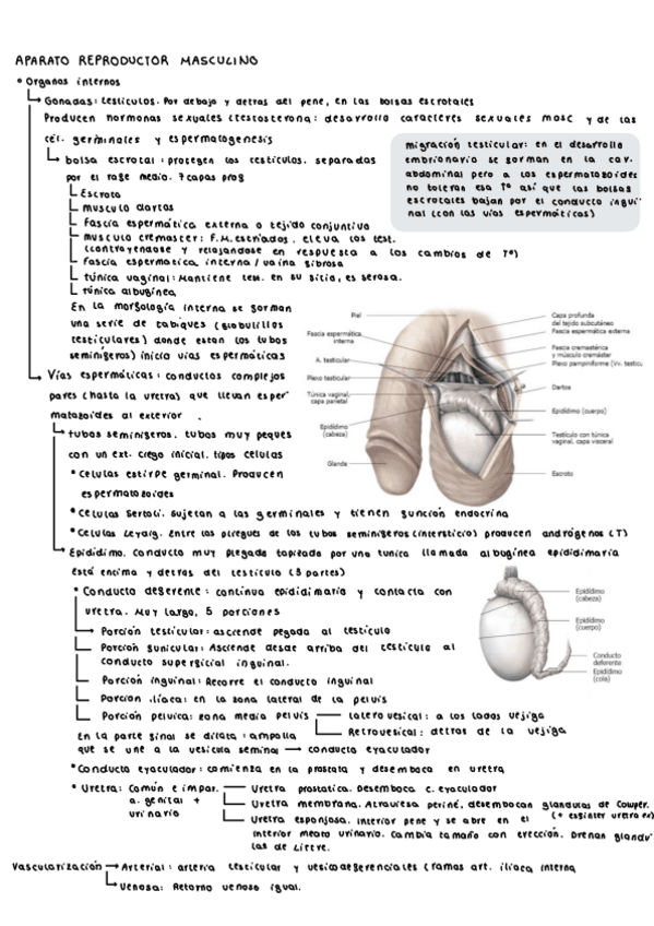 Miniatura del documento Aparato-reproductor-masculino-resumen.pdf