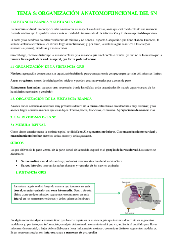 Miniatura del documento TEMA-8-ORGANIZACION-ANATOMOFUNCIONAL-DEL-SN-PRIMERA-PARTE-CLASES-MARIA-PENADO.pdf