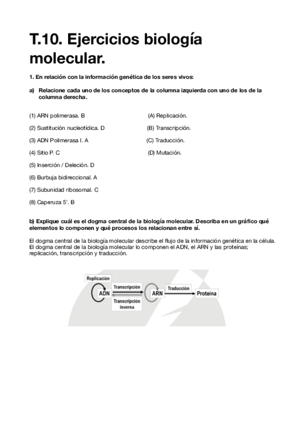 Miniatura del documento Ej.-Biologia-molecular-EVAU-MADRID.pdf