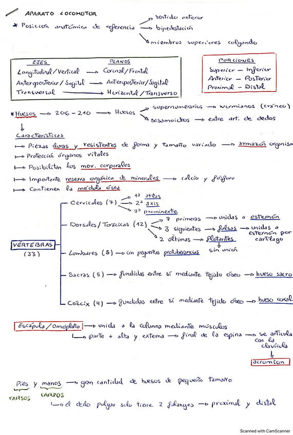 Miniatura del documento Esquemas-Anato-T1-T8.pdf