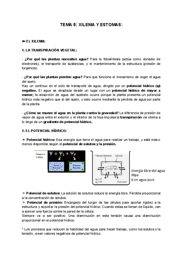 Miniatura del documento TEMA-5-XILEMA-Y-ESTOMAS.pdf