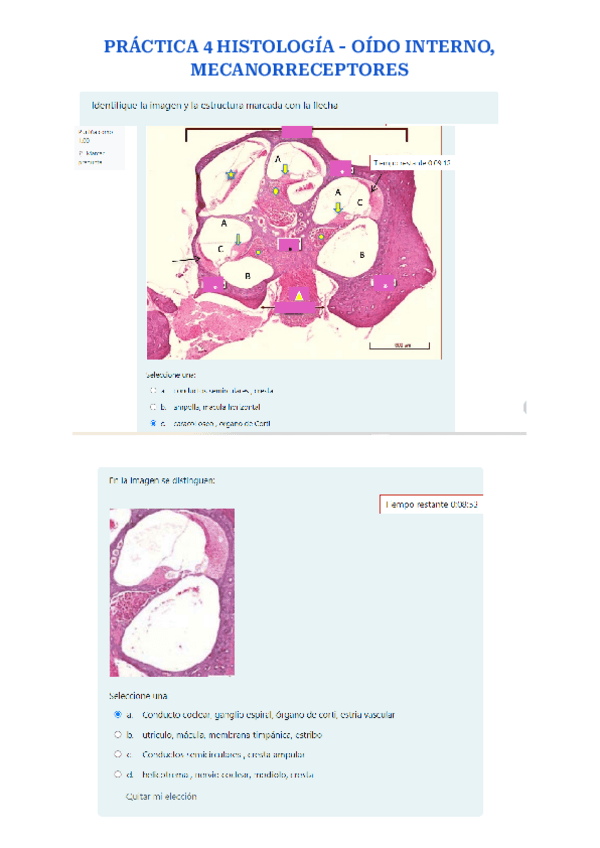 Miniatura del documento PRACTICA-4-HISTOLOGIA.pdf