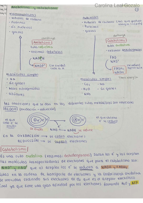 Miniatura del documento Resumen-Metabo-3.pdf