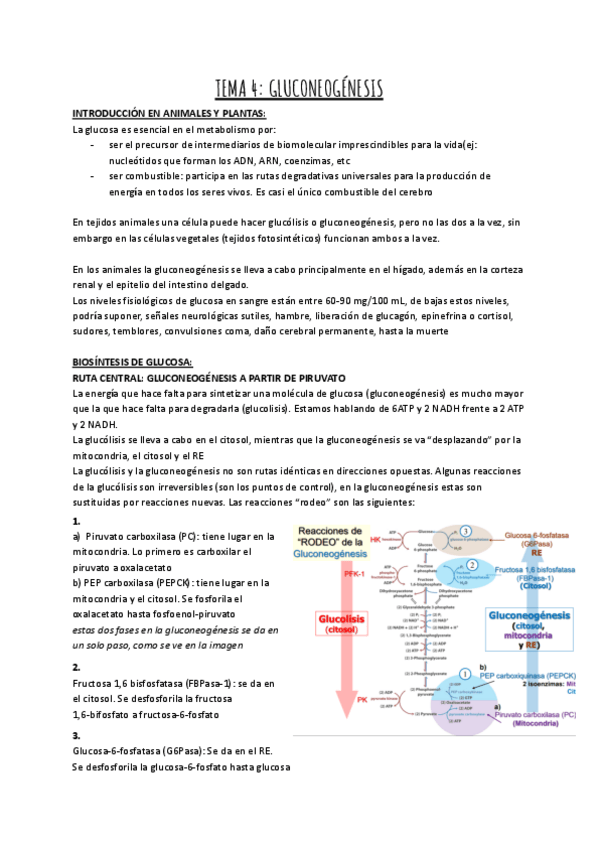 Miniatura del documento TEMA-4-GLUCONEOGENESIS-BIOQ-II.pdf