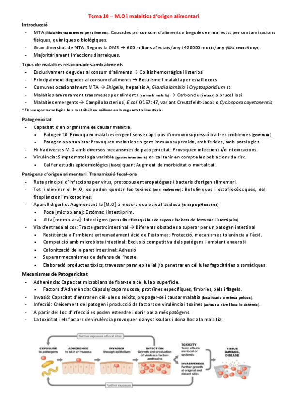 Miniatura del documento Tema-10-Microorganismes-i-malalties-dorigen-alimentari.pdf