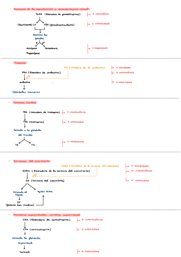 Miniatura del documento Esquemas-sistema-endocrino.pdf