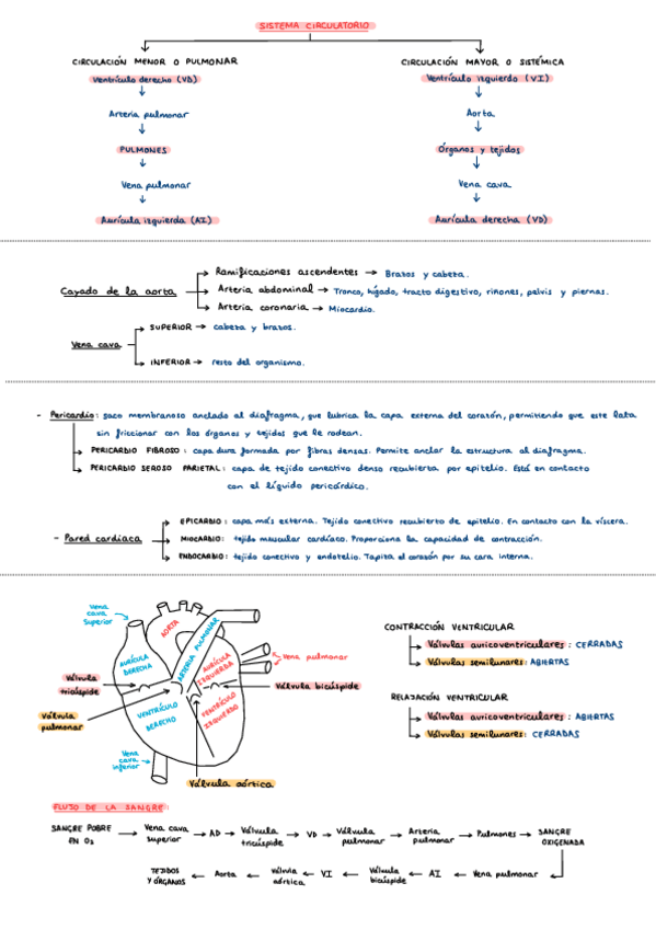 Miniatura del documento Esquemas-sistema-circulatorio.pdf