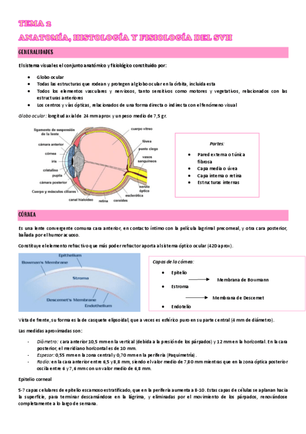 Miniatura del documento TEMA-2-ANATOMIA-HISTOLOGIA-Y-FISIOLOGIA-DEL-SVH.pdf