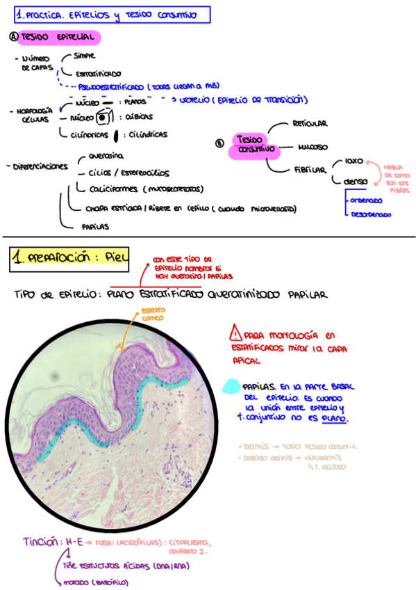 Miniatura del documento P1.-Epitelio-Y-Tejido-Conjuntivo.pdf