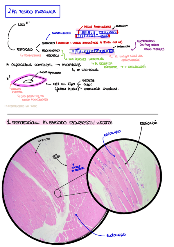 Miniatura del documento P2.-Tejido-Muscular.pdf