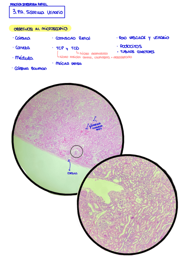 Miniatura del documento P3.-Sistema-Urinario.pdf