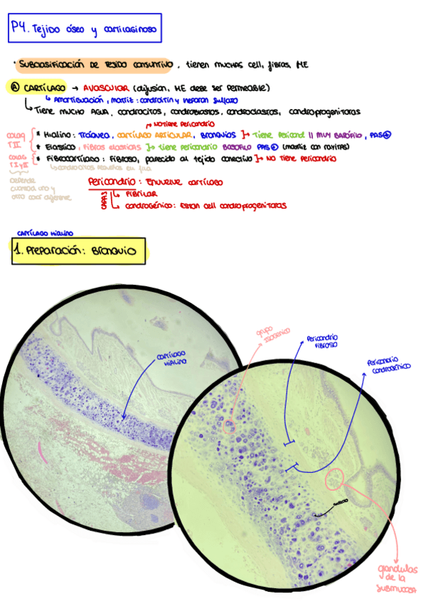 Miniatura del documento P4.-Tejido-Oseo-Y-Cartilaginoso.pdf