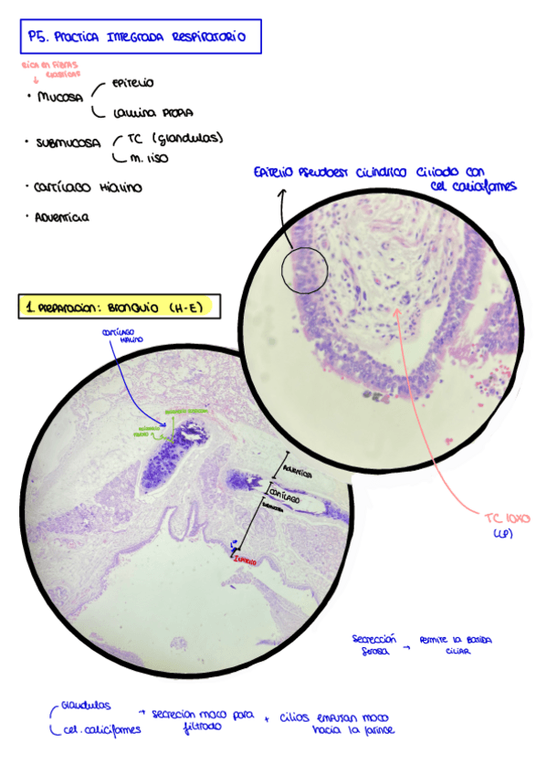 Miniatura del documento P5.-Respiratorio.pdf