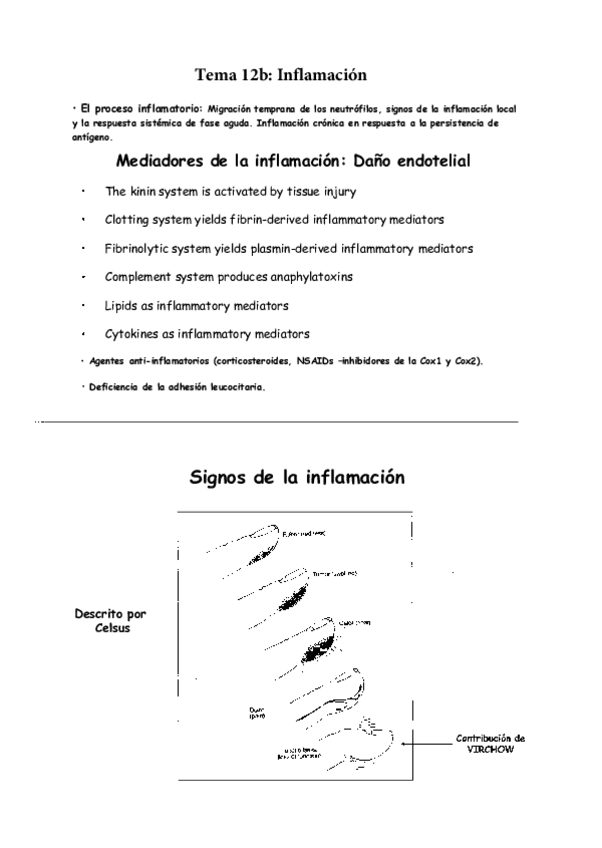 Miniatura del documento Tema 12b. Inflamación_completo.pdf