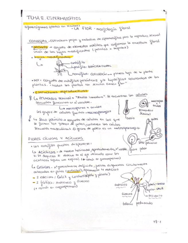 Miniatura del documento Parte-cesar-morfologia-floral-todo.pdf