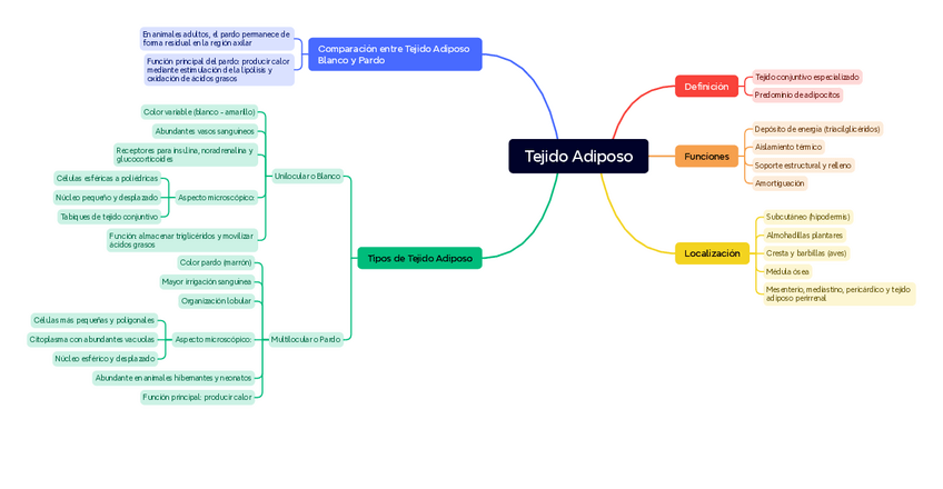 Miniatura del documento Esquema-Tejido Adiposo.pdf