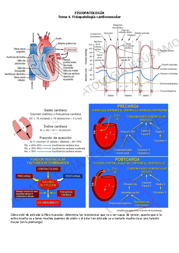 Miniatura del documento FISIOPATOLOGIA-cardiovascular-enfsandra.pdf