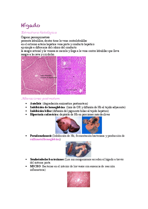 Miniatura del documento Higado.pdf