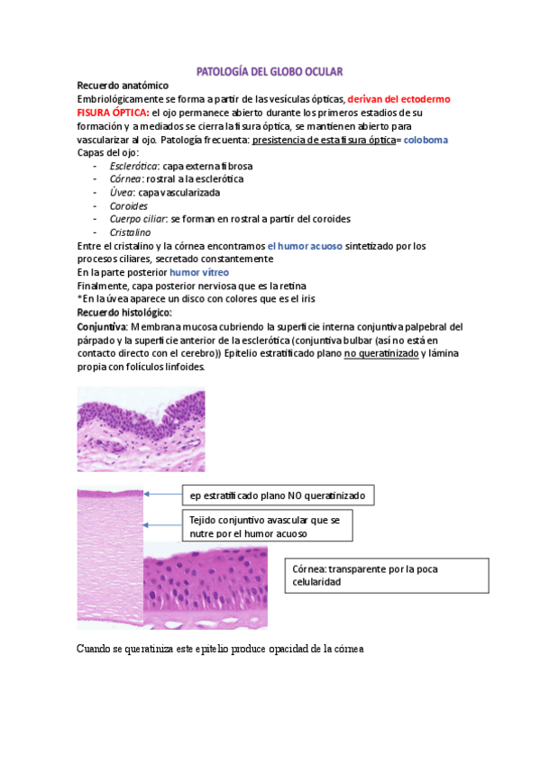 Miniatura del documento ojo-y-oido.pdf