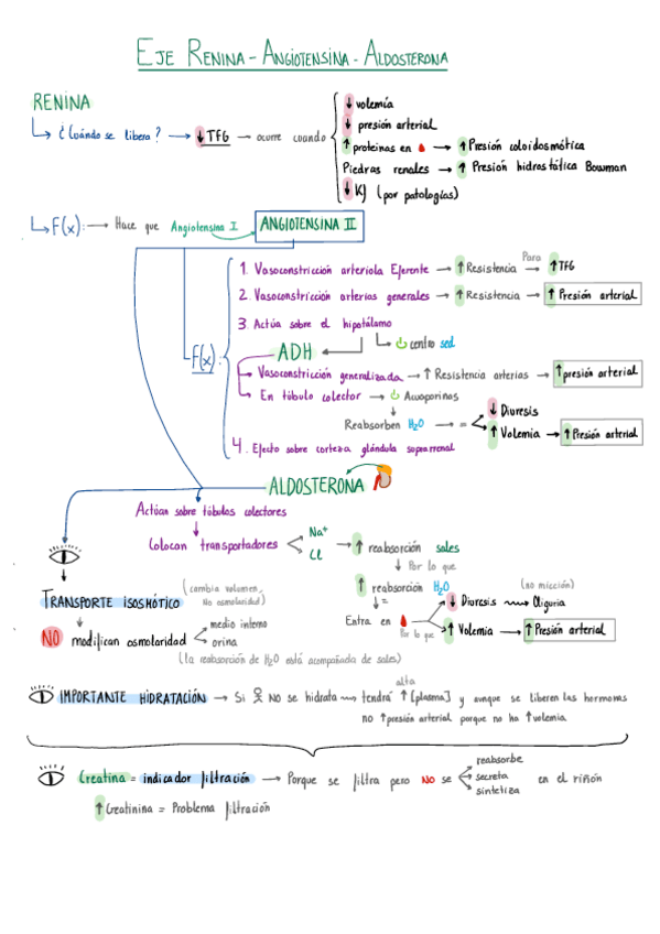 Miniatura del documento Hormonas-funcion-renal.pdf