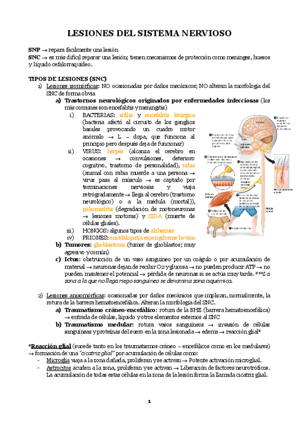Miniatura del documento Tema-18.-Lesiones.pdf