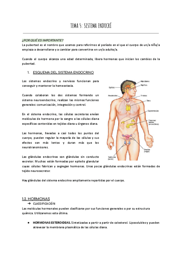 Miniatura del documento TEMA-5-SISTEMA-ENDOCRI.pdf