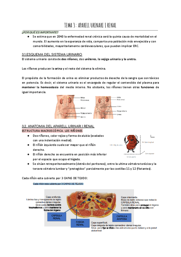 Miniatura del documento TEMA-3-APARELL-URINARI-I-RENAL.pdf