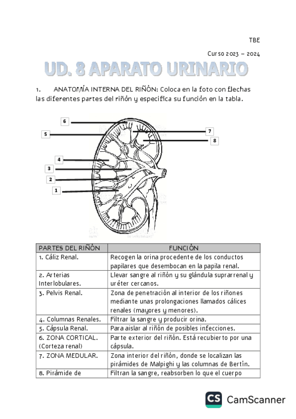 Miniatura del documento ACTIVIDADES-APARATO-URINARIO-T8.pdf