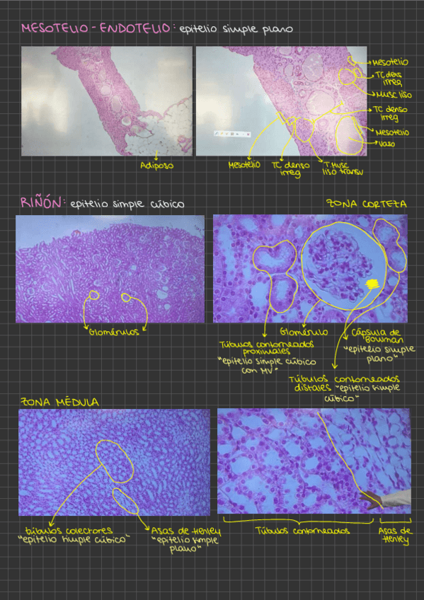 Miniatura del documento PracticasHistologia.pdf