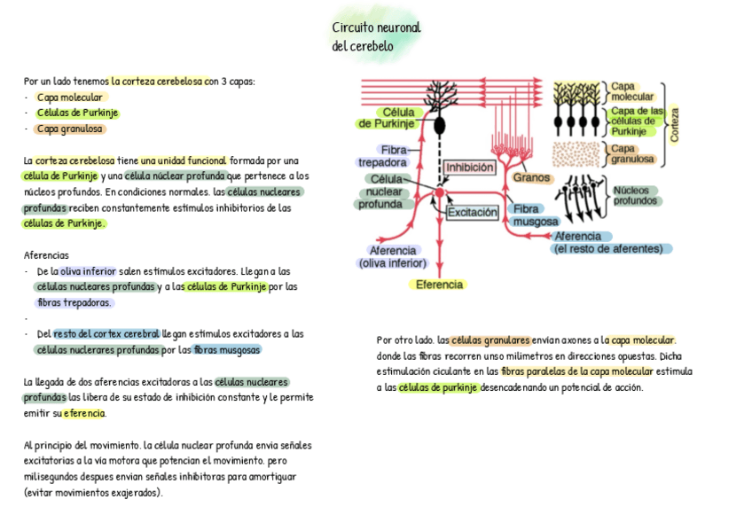 Miniatura del documento Circuito-neuronal-cerebelo.pdf
