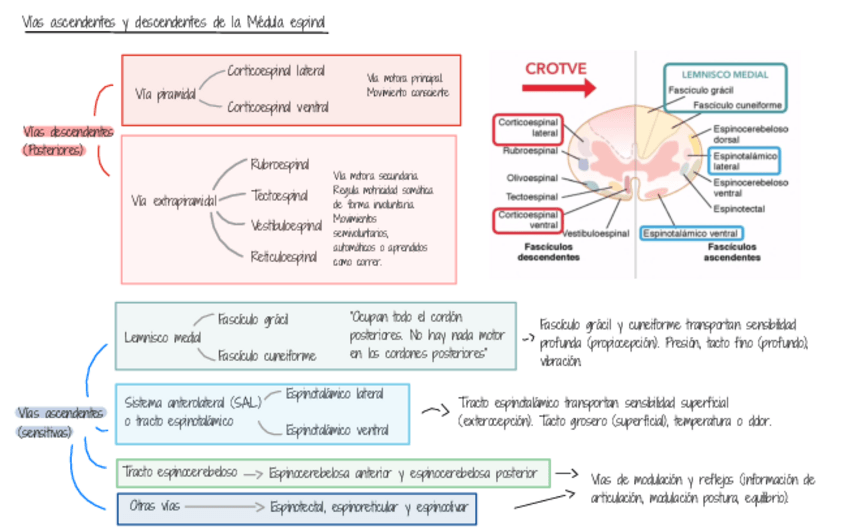Miniatura del documento Ultraresumenes-Medula-Espinal.pdf