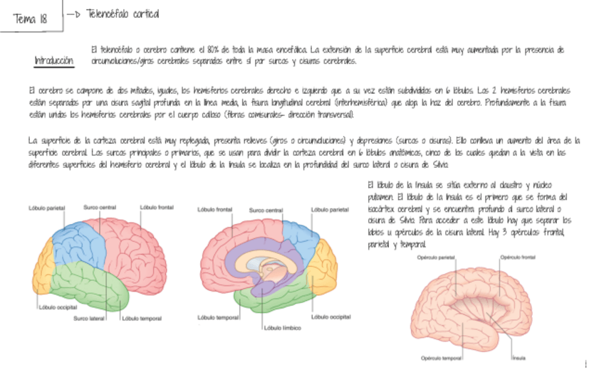 Miniatura del documento TEMA-18-TELENCEFALO-CORTICAL.pdf