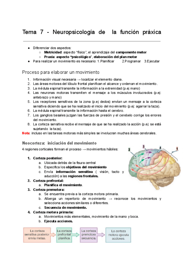 Miniatura del documento Tema-7-Neuropsicologia-de-la-funcion-praxica.pdf