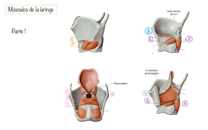 Miniatura del documento Cartilagos-y-musculos-laringe.pdf