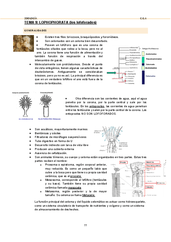 Miniatura del documento 9TEMAZOO.pdf