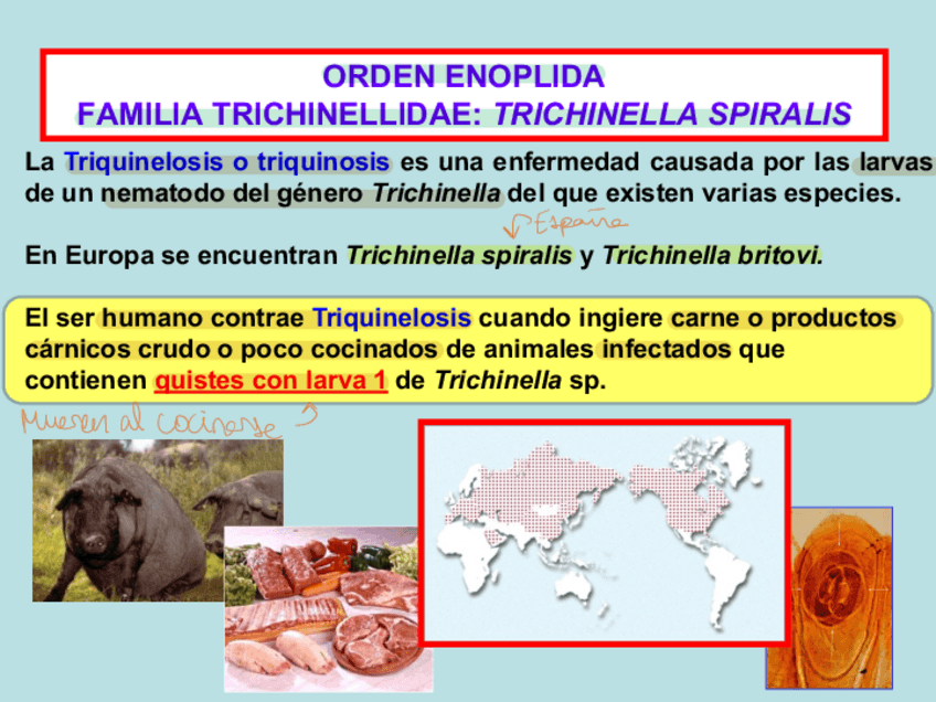 Miniatura del documento Tema-16.-Trichinella.pdf